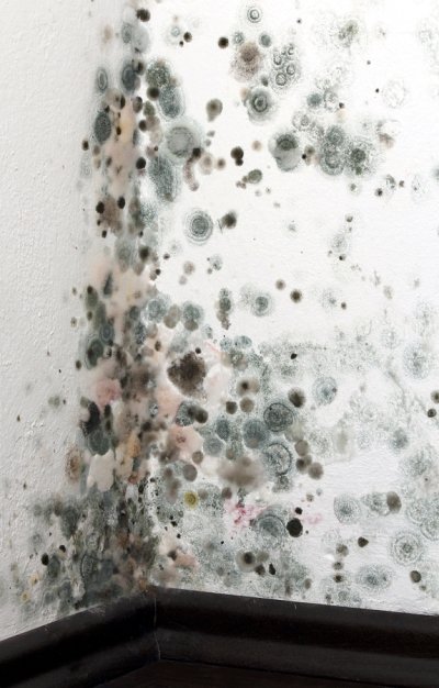 black mold caused by
